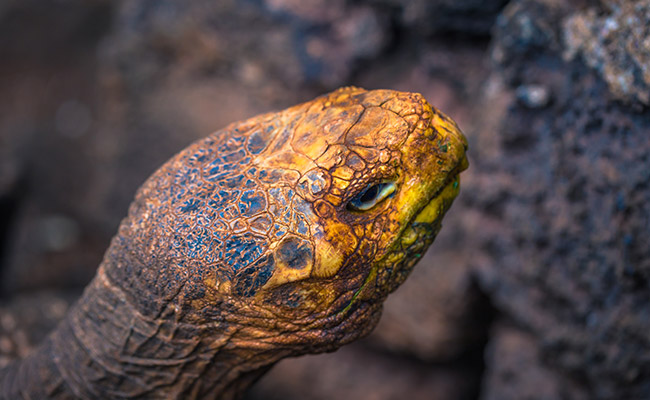 Un primer plano de una tortuga sobre una roca.